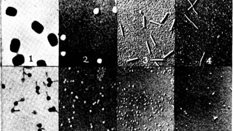 Painting the flu season: a diffusion model learns epidemic futures